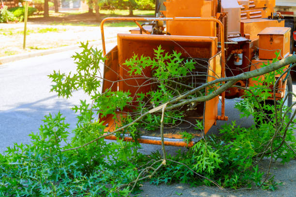 Trusted Ama, LA Tree Service Experts